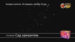 СЛ226049 Сад хризантем