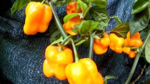 Roatan Pumpkin Habanero. Хабанеро Роатан Тыква.