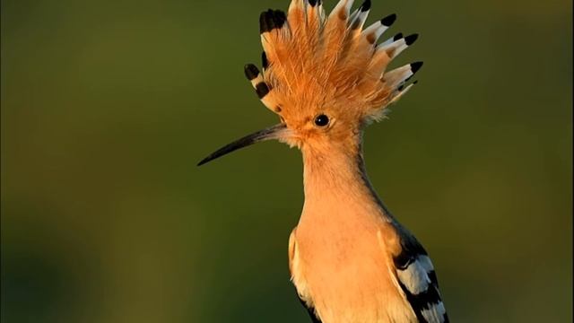 Давай почитаем? Н. Абрамцева. Сказка "Что такое зима"ю смотреть онлайн