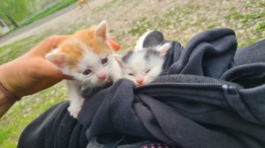 Нашла малюсеньких котят в лесу  пока вела Прямой эфир