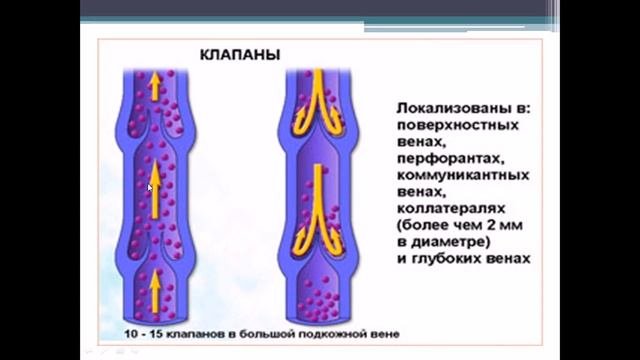 Венозная система.