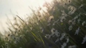 Футаж Полевые цветы 1-2. Футаж для видеомонтажа