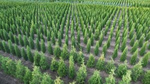 Питомник растений в тульской области "Ясногорский питомник рф"