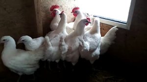 Бресс галльские куры