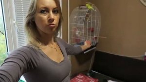 Что делать, если попугай вылетел из клетки ?