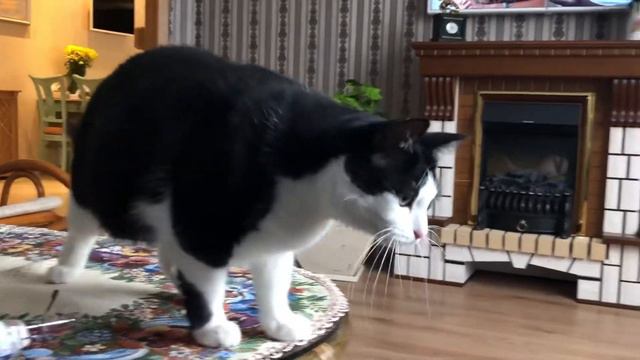 Кошка и попугай корелла- лучшие друзья🦜😸 смотреть онлайн