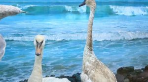 В мире птиц