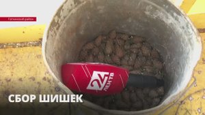 В Ленобласти заканчивают сбор шишек