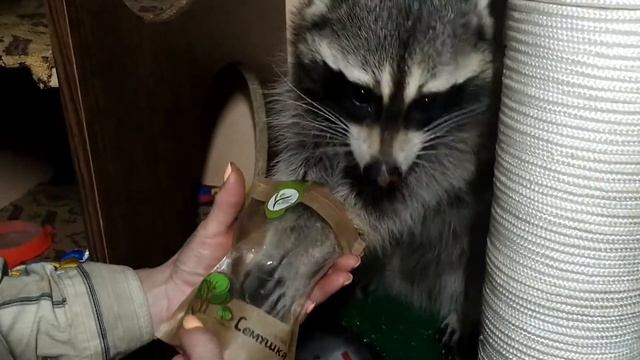 Забавные животные. Енот Веня ест семечки?? смотреть онлайн