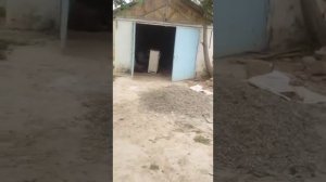 УЖАС что творится в Узбекистане !!!!