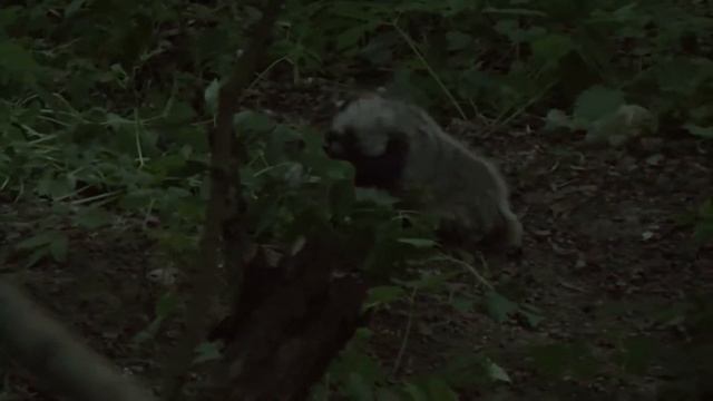 Барсучата у норы. Badgers at the burrow смотреть онлайн