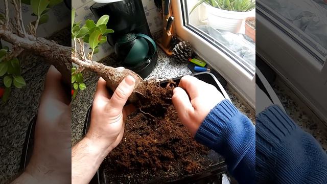Trasplante Ficus Ginseng del Lidl bonsai смотреть онлайн