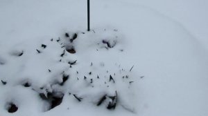 Первые весенние цветы в моем саду. 2020 | Про Сад с Любовью