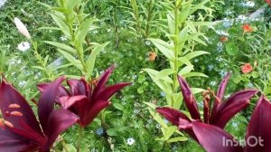 Лилии азиатские и ЛА-ГИБРИДЫ.