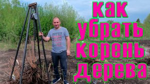 как убрать корень дерева / вырываем корень дерева навсегда