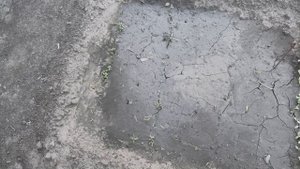 Итоги всходов пастернака и корневой петрушки на 1 июня