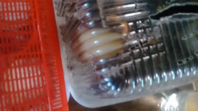 Нашиа улитка ахатина делает кладку.часть 1 смотреть онлайн