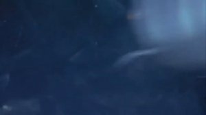 Путь лосося