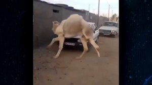 TO'YLARDAN BIRIDA DAXSHAT PRIKOLLAR TUPLAMI #65 Uzbek prikol