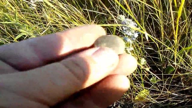 Поиск с металлодетектором по Донской Степи/Часть 2/Рыбоспешные смотреть онлайн