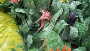 №6. Успешный цветовод. ЭХМЕЯ Как ухаживать, выращивание, пересадка flowers.