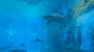 Undersea world! Подводный мир!Акулы и сколько всего на дне