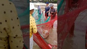 Вьетнам, Муй не, Muine de Century, прям на пляже отеля вьетнамцы тянут невод с уловом