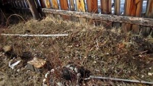 поездка на участок, сделал вольер собакам.