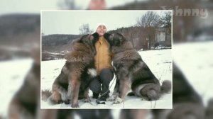 Эта порода собак защищает овец от хищников! 10 Сильнейших пород собак в мире!