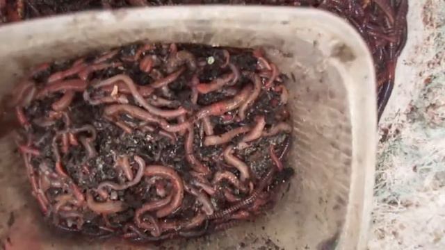 Dendrobena 5000 шт. Выползки 1000 шт в вёдрах 01.05 21.04.2012.. 1 смотреть онлайн