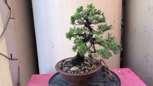 Shimpaku Juniper Bonsai from my collection смотреть онлайн