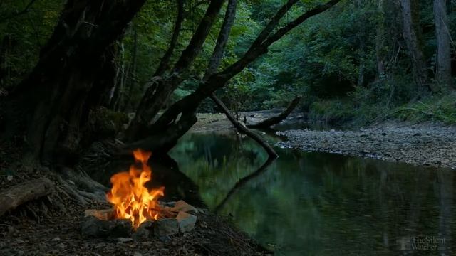 Колокольчик молочноцветковый посадка и уход смотреть онлайн