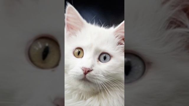 Мяуканье кошки. Звук для твоего питомца. Включи и наблюдай. #cat #kitten #sound #звук #звуки