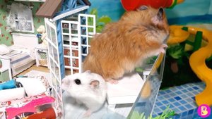 ПРОЖАРКА ОТЕЛЯ с ХОМЯЧКАМИ** НЕ ТАКОЙ УЖ ОН И ПОТРЯСАЮЩИЙ** ХОМЯЧКИ НА МОРЕ 2