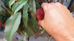 Колоновидный персик Юбилей столицы Ростов-на-Дону | Dulce Gardens