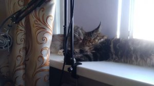 Из жизни котиков