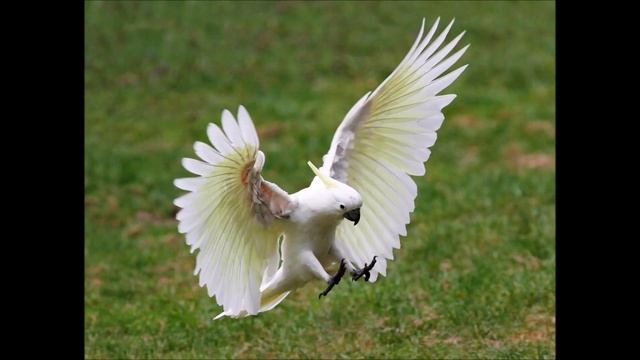 Яндекс переводчик озвучивает начало якутской сказки "Хитрая лиса и птица Текэй" смотреть онлайн