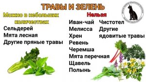 Чем можно кормить улиток? Кормление улиток ахатин