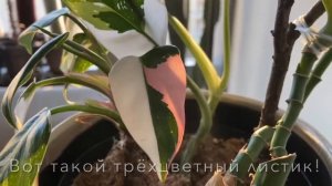 Филодендрон Белая Принцесса