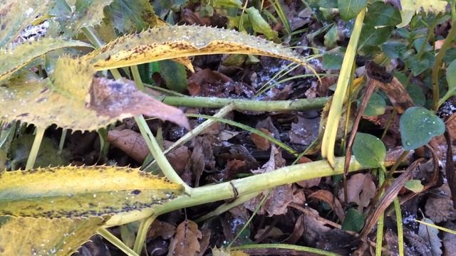 Holly-leaved hellebore (Helleborus argutifolius) - stems - February 2018 смотреть онлайн