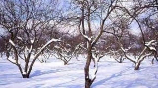 Какие бывают деревья