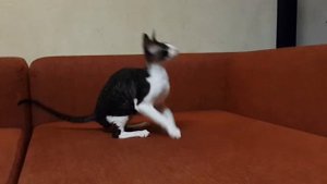 Котенок Корниш Рекс