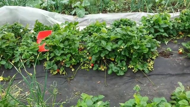 ПЕРВЫЙ урожай клубники порадовал.Молинг пандора и полка-кто лучше.
