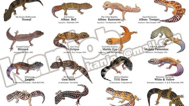 YAKIN MAU PELIHARA LEOPARD GECKO ? NONTON INI SEBELUM BELI ! смотреть онлайн