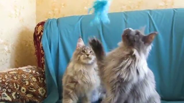 Фёдор и Феофан котята мейн-кун 7 месяцев смотреть онлайн