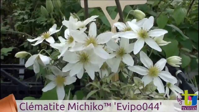 Clematis x cartmanii Michiko™ 'Evipo044' - Pépinières TRAVERS - Spécialiste des plantes grimpantes смотреть онлайн
