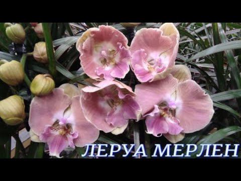 №735/МОРЕ эксклюзивных ОРХИДЕЙ  в ЛЕРУА МЕРЛЕН