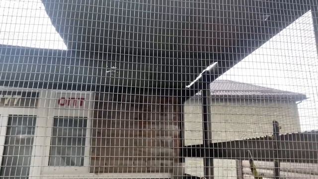 Ворону Яше улучшаем жилищные условия!!! смотреть онлайн