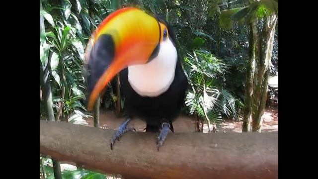 Тукан в естественной среде обитания смотреть онлайн