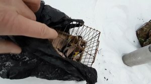 Ловля птиц. 25.12.2021 год.